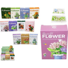 HIPO 45560 klucīši: augs podiņā