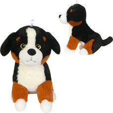 PIES BERNEJSKI PASTERSKI