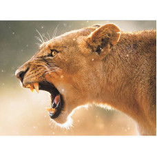TSVETNOY Dimantu mozaīkas komplekts 40x50cm Hunting Lioness, LG185e