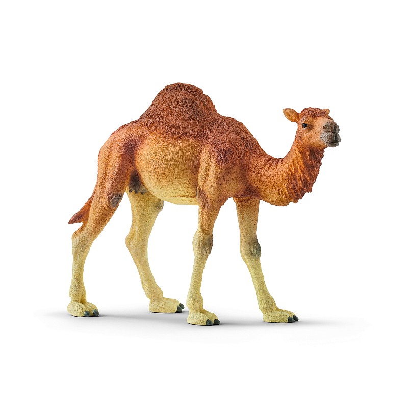 SCHLEICH WILD LIFE Vienkupra kamielis